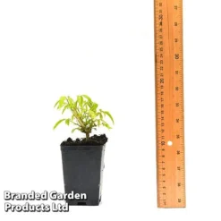 Clematis Napaulensis -Garden Central Sales Store CLEM NAPAUL7CM T44183