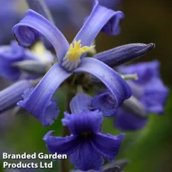 Clematis All Season Collection -Garden Central Sales Store CLEM NEWLOVE S23273