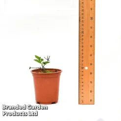 Clematis Florida 'Sieboldii' -Garden Central Sales Store CLEM SIEBOL9CM T44180