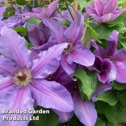 Clematis ‘Tumaini' (Evigsy151) -Garden Central Sales Store CLEM TUMAINI S49870