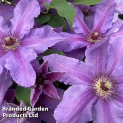Clematis ‘Tumaini' (Evigsy151) -Garden Central Sales Store CLEM TUMAINI S49872