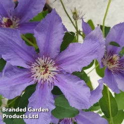 Clematis ‘Tumaini' (Evigsy151) -Garden Central Sales Store CLEM TUMAINI S49874
