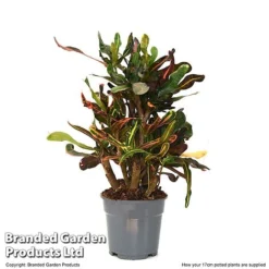 Codiaeum Variegatum 'Mammi' -Garden Central Sales Store CODI MAMMI17CM T50494