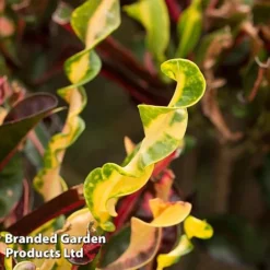 Codiaeum Variegatum 'Mammi' -Garden Central Sales Store CODI MAMMI KF1283 A