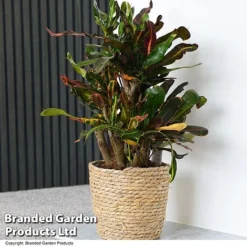 Codiaeum Variegatum 'Mammi'