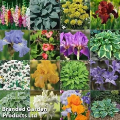 Bulb And Bare Root Collection