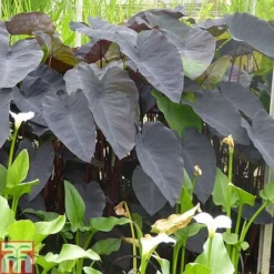 Colocasia Esculenta 'Black Magic'