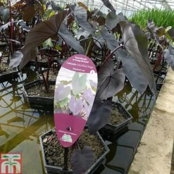 Colocasia Esculenta 'Black Magic' -Garden Central Sales Store COLO T78128 B h