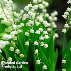 Summer Colour Bundle -Garden Central Sales Store CONV MAJALISWH S34206