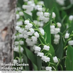 Summer Colour Bundle -Garden Central Sales Store CONV MAJALISWH T14006