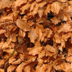 Copper Beech (Hedging) -Garden Central Sales Store COPP T70276 A h