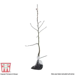 Copper Beech (Hedging) -Garden Central Sales Store COPP T70276 P