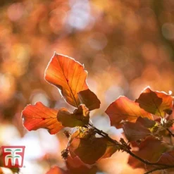 Copper Beech (Hedging) -Garden Central Sales Store COPP t70276 B