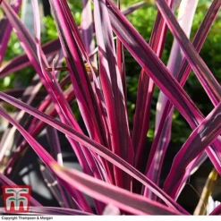 Cordyline 'Pink Passion' -Garden Central Sales Store CORD 5852 A1
