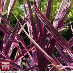 Cordyline 'Pink Passion' -Garden Central Sales Store CORD 5852 A2