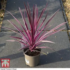 Cordyline 'Pink Passion' -Garden Central Sales Store CORD 5852 A3