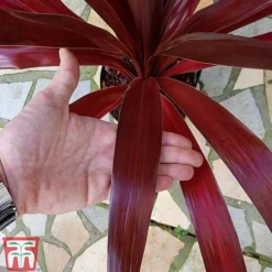 Cordyline 'Superstar' -Garden Central Sales Store CORD KB0130 C