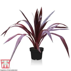 Cordyline 'Superstar' -Garden Central Sales Store CORD KB0130 E