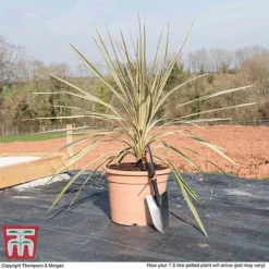 Cordyline Australis 'Torbay Dazzler' -Garden Central Sales Store CORD KB3926 L