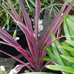 Cordyline 'Pink Passion' -Garden Central Sales Store CORD T58525 A h