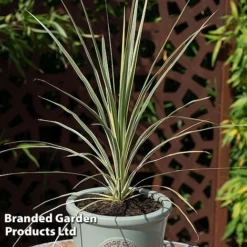 Cordyline Australis 'Lime Passion'