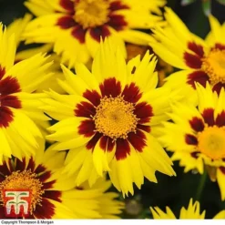 Coreopsis 'Sunkiss' -Garden Central Sales Store CORE T72100 C