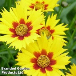 Coreopsis Grandiflora 'Heliot'