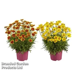 Coreopsis 'Solar Collection' -Garden Central Sales Store CORE SOLARSERI S39582