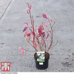 Cornus Alba 'Sibirica Variegata' -Garden Central Sales Store CORN 66170 A