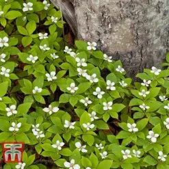 Cornus Canadensis -Garden Central Sales Store CORN T57945 B1