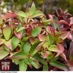 Cornus Canadensis -Garden Central Sales Store CORN T57945 D