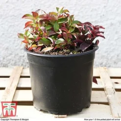 Cornus Canadensis -Garden Central Sales Store CORN T57945 e1