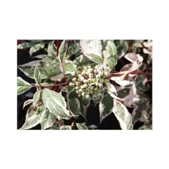 Cornus Alba 'Sibirica Variegata' -Garden Central Sales Store CORN T66170 A h