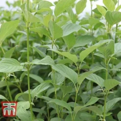 Cornus Sericea 'Bud's Yellow' -Garden Central Sales Store CORN T66174 C