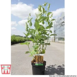 Cornus Sericea 'Bud's Yellow' -Garden Central Sales Store CORN T66174 D