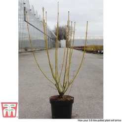 Cornus Sericea 'Bud's Yellow' -Garden Central Sales Store CORN T66174 E