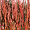 Cornus Sericea 'Cardinal'