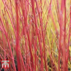 Cornus Sericea 'Cardinal' -Garden Central Sales Store CORN T66175 C