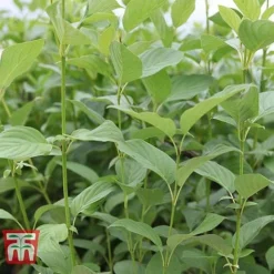 Cornus Sericea 'Cardinal' -Garden Central Sales Store CORN T66175 D