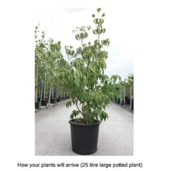 Cornus Kousa Var. Chinensis 'China Girl' -Garden Central Sales Store CORN T68310 B h