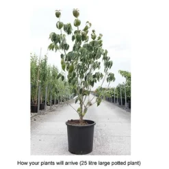 Cornus Kousa 'Teutonia' -Garden Central Sales Store CORN T68314 B h