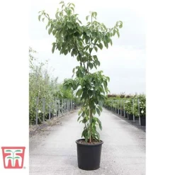 Cornus Controversa 'Pagoda' -Garden Central Sales Store CORN TKA3088 A
