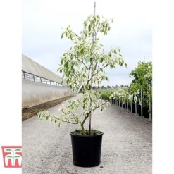 Cornus Controversa 'Variegata' -Garden Central Sales Store CORN TKA3090 A