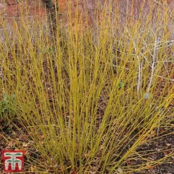 Cornus Winter Stems Collection -Garden Central Sales Store CORN TKA7201 D