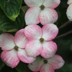 Cornus Kousa 'Satomi' -Garden Central Sales Store CORN SATOMI S45364 NOW