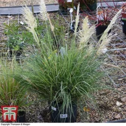 Cortaderia Selloana 'Minipampas' -Garden Central Sales Store CORT 3096 A2