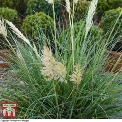 Cortaderia Selloana 'Minipampas' -Garden Central Sales Store CORT 3096 A3