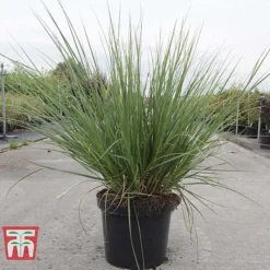 Cortaderia Selloana 'Minipampas' -Garden Central Sales Store CORT TKA3096 C