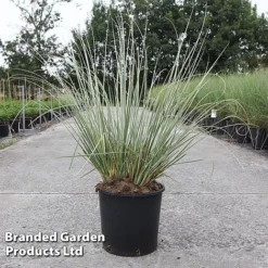 Cortaderia Selloana 'Minipampas Silver' -Garden Central Sales Store CORT MINIPAMPA S45399