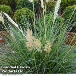 Cortaderia Selloana 'Minipampas Silver' -Garden Central Sales Store CORT MINIPAMPA T27377